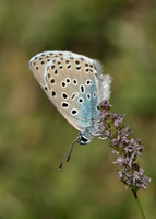 Large Blue Maculinea arion
