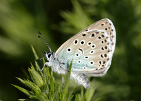 Large Blue Maculinea arion