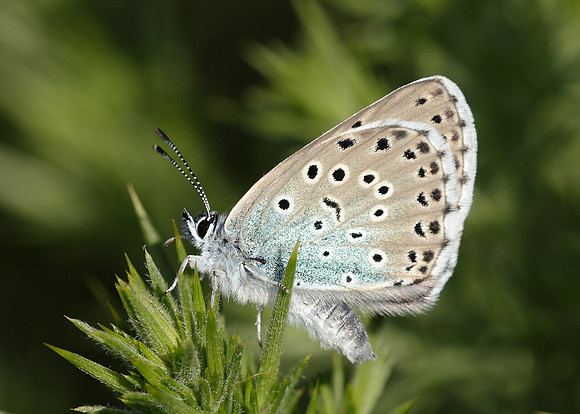 Large Blue Maculinea arion
