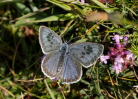 Large Blue Maculinea arion