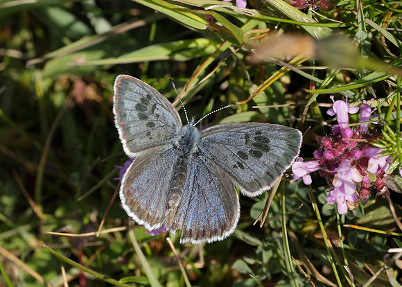 Large Blue Maculinea arion