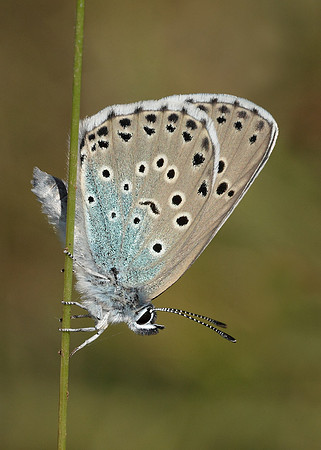 Large Blue Maculinea arion