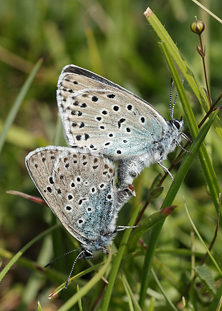 Large Blue Maculinea arion
