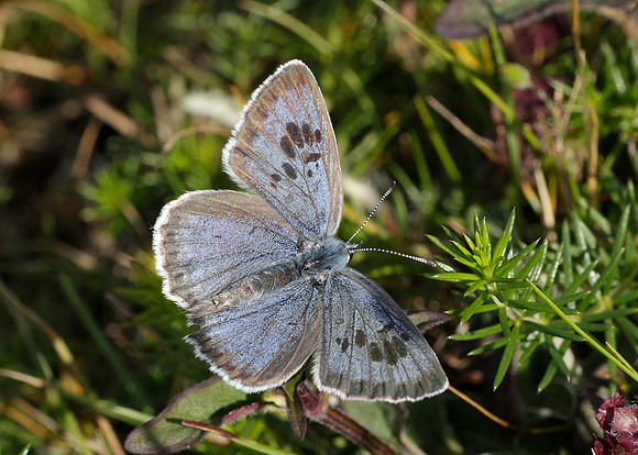 Large Blue Maculinea arion