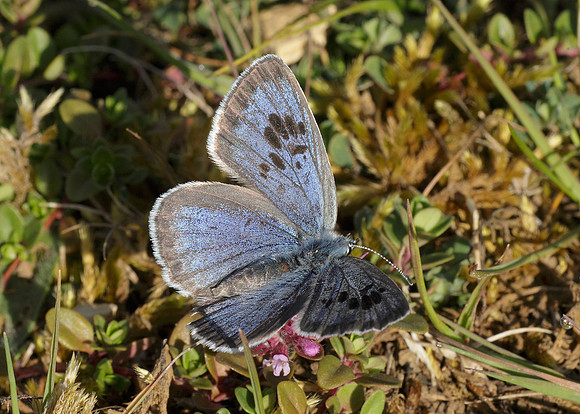 Large Blue Maculinea arion