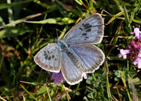 Large Blue Maculinea arion