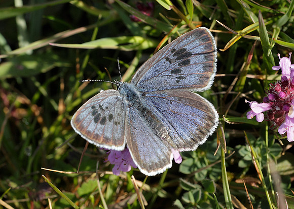 Large Blue Maculinea arion