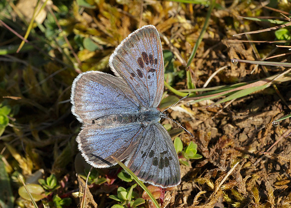 Large Blue Maculinea arion