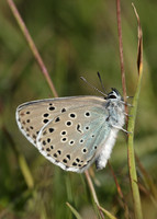 Large Blue Maculinea arion