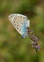Large Blue Maculinea arion