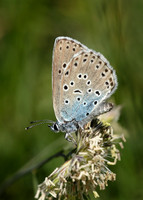 Large Blue Maculinea arion