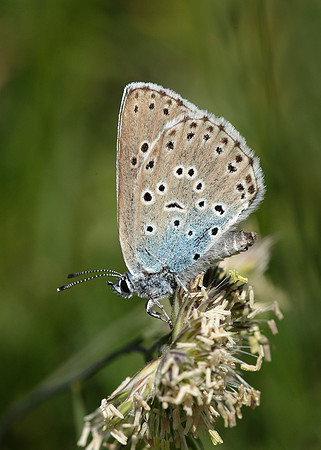 Large Blue Maculinea arion