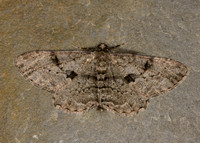 70.258 BF1937 Willow Beauty Peribatodes rhomboidaria