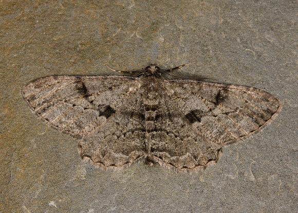 70.258 BF1937 Willow Beauty Peribatodes rhomboidaria