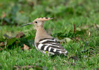 Hoopoe Upupa epops