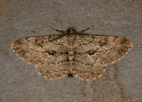 70.258 BF1937 Willow Beauty Peribatodes rhomboidaria