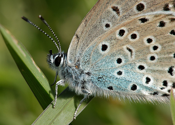 Large Blue Maculinea arion