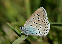Large Blue Maculinea arion