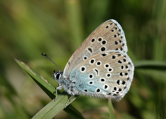 Large Blue Maculinea arion