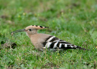 Hoopoe Upupa epops