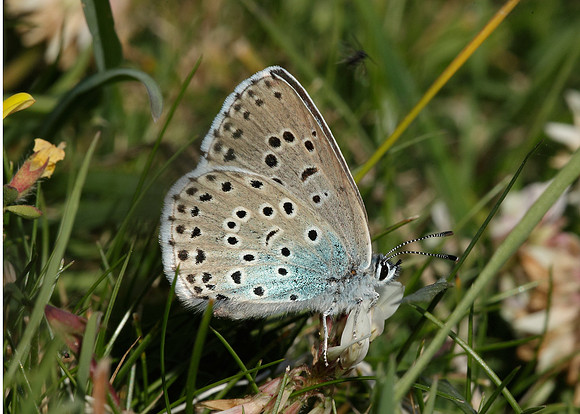Large Blue Maculinea arion