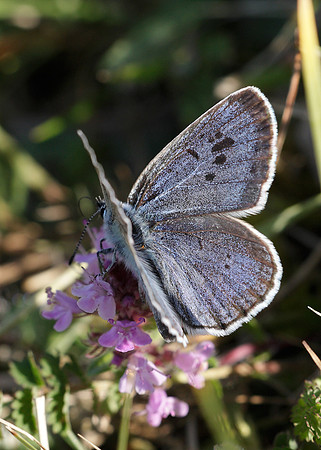 Large Blue Maculinea arion