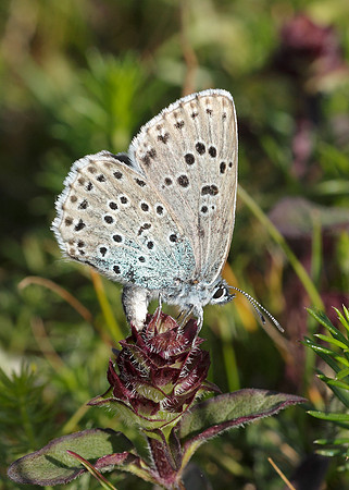 Large Blue Maculinea arion