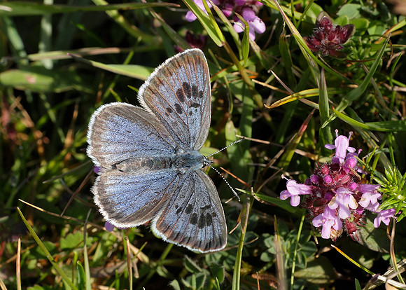 Large Blue Maculinea arion