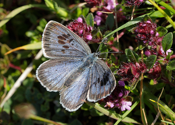 Large Blue Maculinea arion