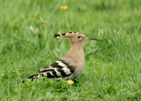 Hoopoe Upupa epops