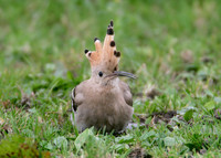 Hoopoe Upupa epops