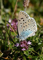 Large Blue Maculinea arion