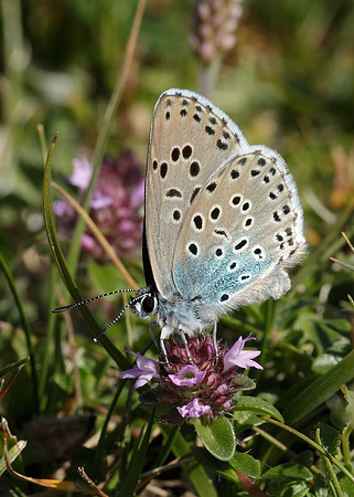 Large Blue Maculinea arion