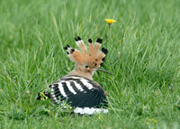 Hoopoe Upupa epops