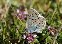 Large Blue Maculinea arion