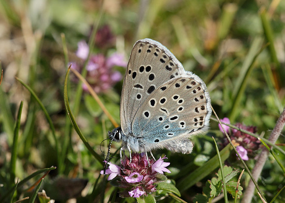 Large Blue Maculinea arion