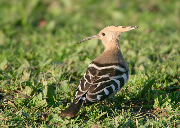 Hoopoe Upupa epops