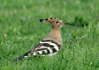 Hoopoe Upupa epops