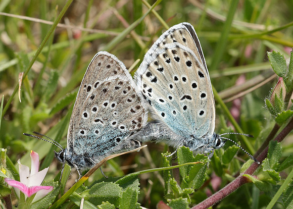 Large Blue Maculinea arion