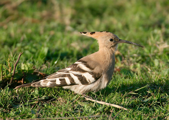 Hoopoe Upupa epops