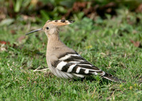 Hoopoe Upupa epops