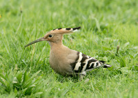 Hoopoe Upupa epops