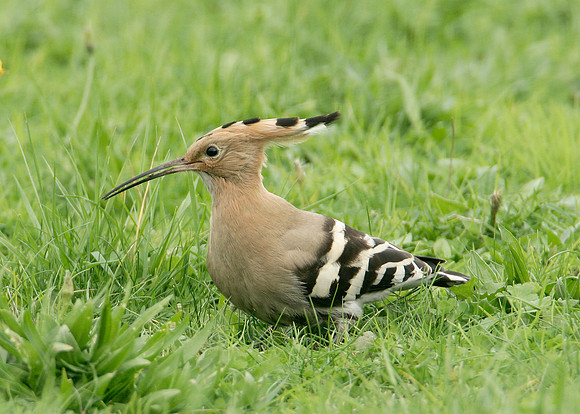 Hoopoe Upupa epops