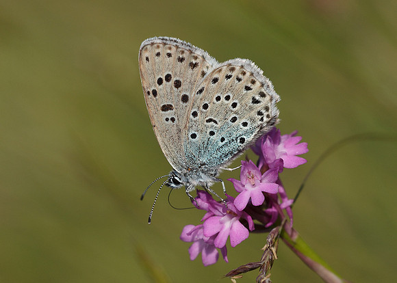 Large Blue Maculinea arion