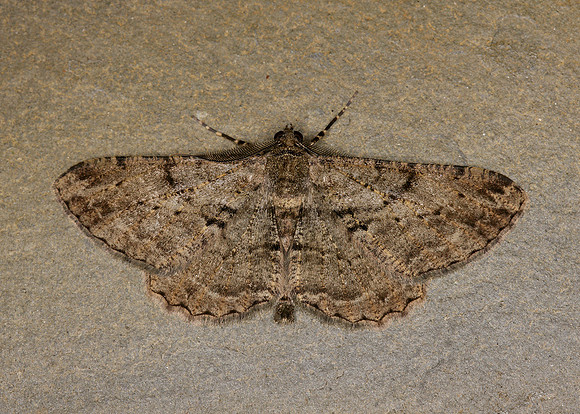 70.258 BF1937 Willow Beauty Peribatodes rhomboidaria