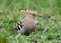 Hoopoe Upupa epops