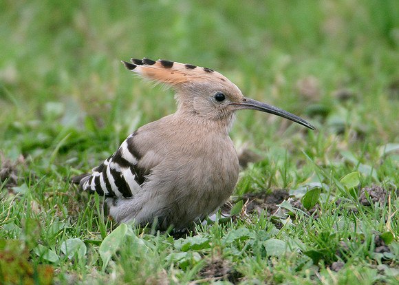 Hoopoe Upupa epops