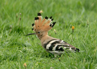 Hoopoe Upupa epops