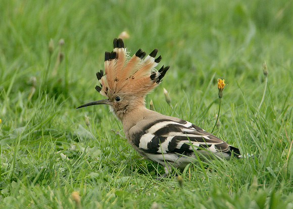Hoopoe Upupa epops