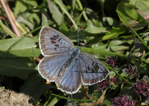 Large Blue Maculinea arion